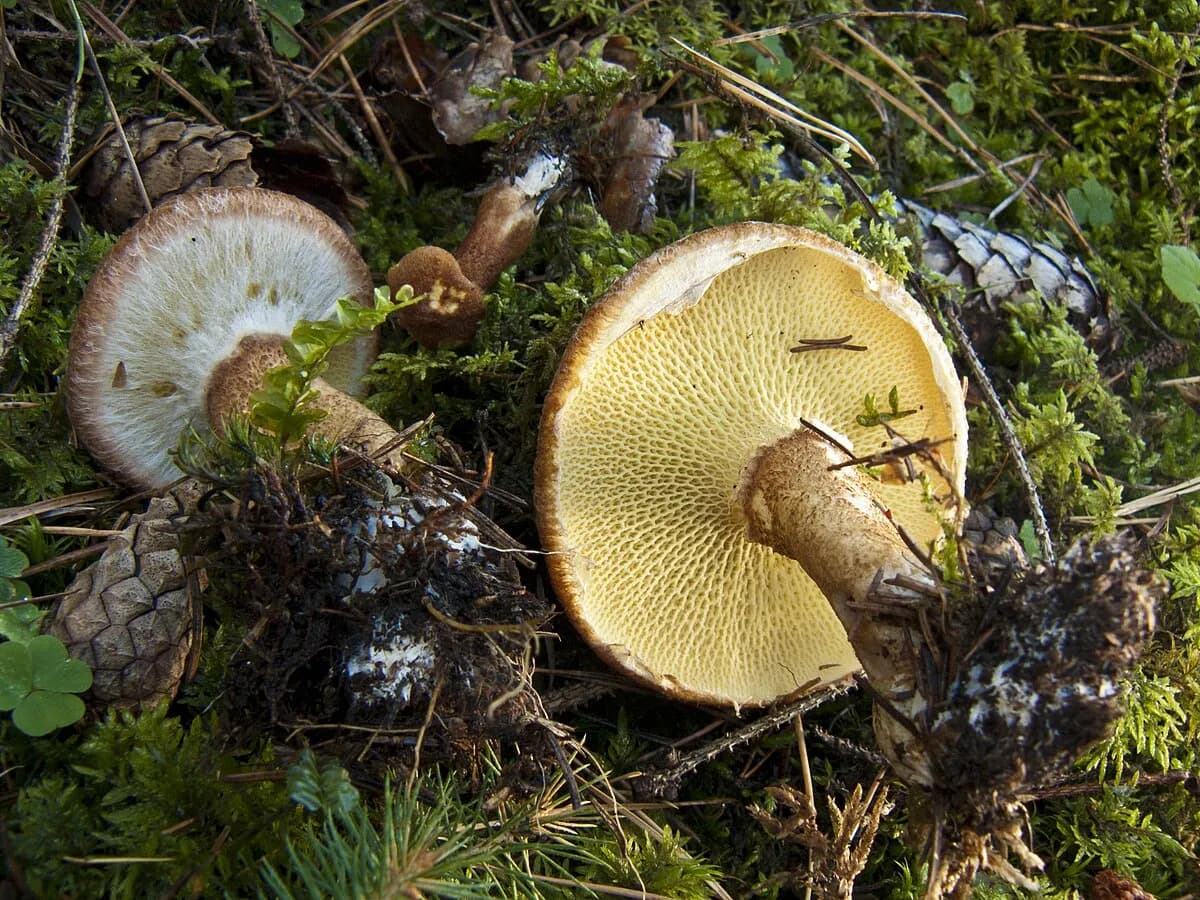 Borowiec dęty - jak prawidłowo rozpoznać i zebrać tego smacznego grzyba