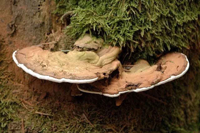 Ganoderma - niezwykłe właściwości lecznicze grzyba nieśmiertelności