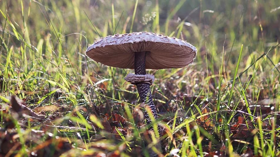 Czubajka grzyb - jak rozpoznać i przygotować ten cenny dar natury