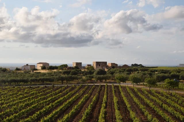 Gdzie kupić wino Marsala? Sprawdź najlepsze opcje i ceny
