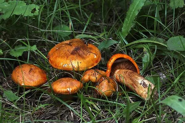 Gąska pomarańczowa - co musisz wiedzieć przed zbieraniem tego grzyba