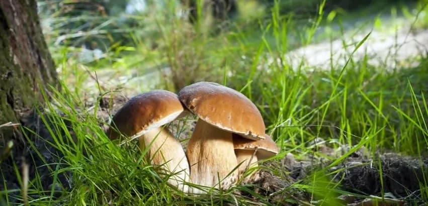 Najlepsze miejsca na grzyby mazury - kompletny atlas grzybiarza w regionie