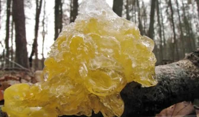 Grzyb galaretowaty: co musisz wiedzieć przed spożyciem tego gatunku